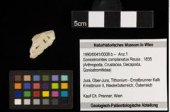 Foto (Objekt + Etiketten) von Goniodromites complanatus (Reuss, 1858) (NHMW-GEO-1990-0041-0008b)